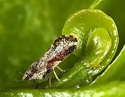 Asian citrus psyllid, vector of citrus greening disease