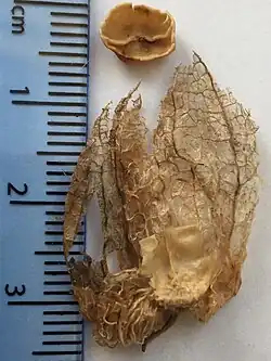 Dissected fruit of Physochlaina physaloides with detached operculum