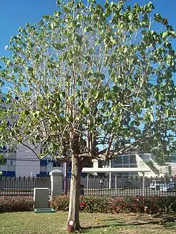 Majó (Hibiscus elatus)