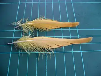 Citron-crested cockatoo (Cacatua citrinocristata) crest feathers (on 1&nbsp;cm grid)
