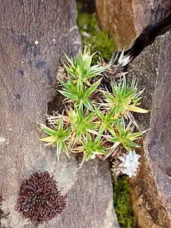 Some small branches and sharp blades of a moss, centered between some rocks