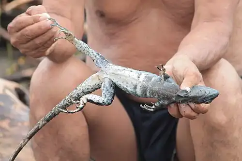 Ventral view of a Ctenosaura pectinata from the vicinity of Acapulco, Guerrero, Mexico (16 September 2013)
