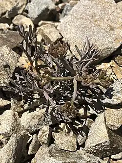 A small gray bush on a scree slope