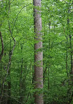 Columnar trunk in streambank woods