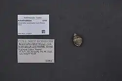 Photograph of the snail next to two identification cards