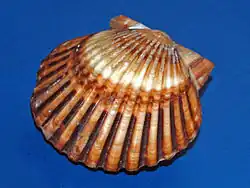 Shell of Argopecten irradians from Bermuda Islands at the Museo Civico di Storia Naturale di Milano