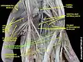 Flexor digitorum profundus muscle