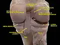 Knee joint. Deep dissection. Posterior view